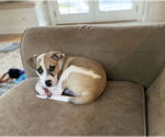 Small #1 American Pit Bull Terrier Mix