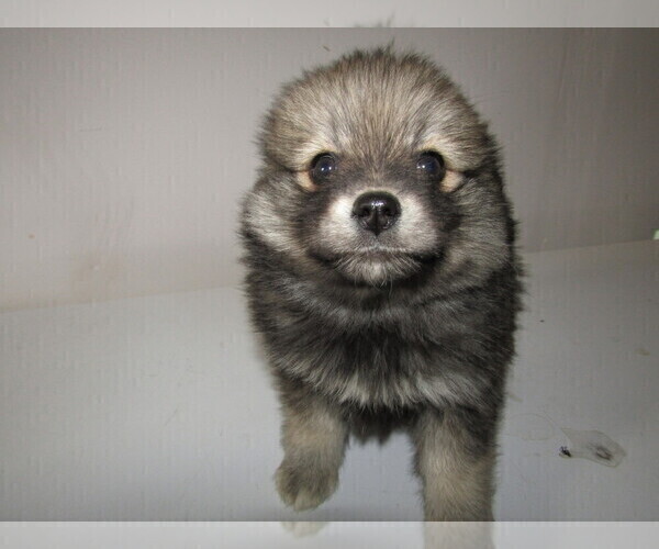 Medium Photo #9 Pomsky Puppy For Sale in KOKOMO, IN, USA
