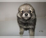 Small Photo #9 Pomsky Puppy For Sale in KOKOMO, IN, USA