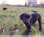 Small Photo #1 Sheprador Puppy For Sale in AURORA, OR, USA