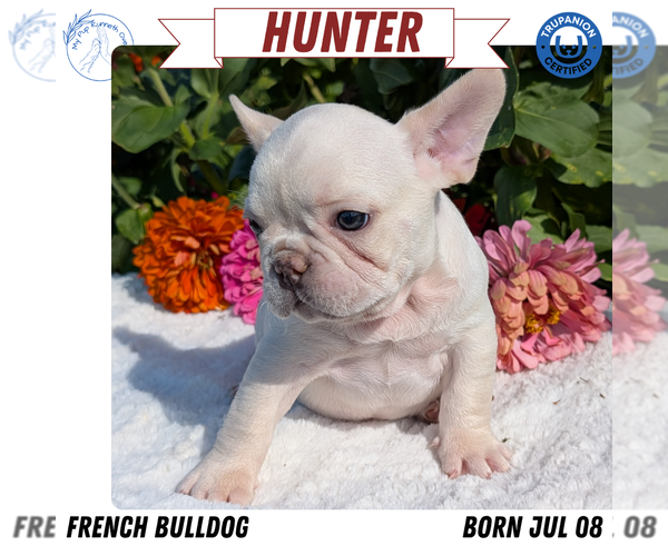 Medium Photo #12 French Bulldog Puppy For Sale in GOSHEN, IN, USA