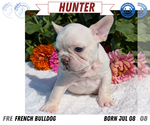 Small #11 French Bulldog
