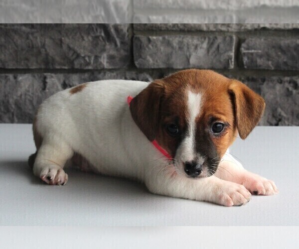Medium Photo #3 Jack Russell Terrier Puppy For Sale in FREDERICKSBURG, OH, USA