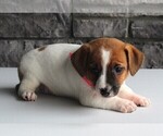 Small Photo #3 Jack Russell Terrier Puppy For Sale in FREDERICKSBURG, OH, USA