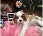 Small #3 Cavalier King Charles Spaniel