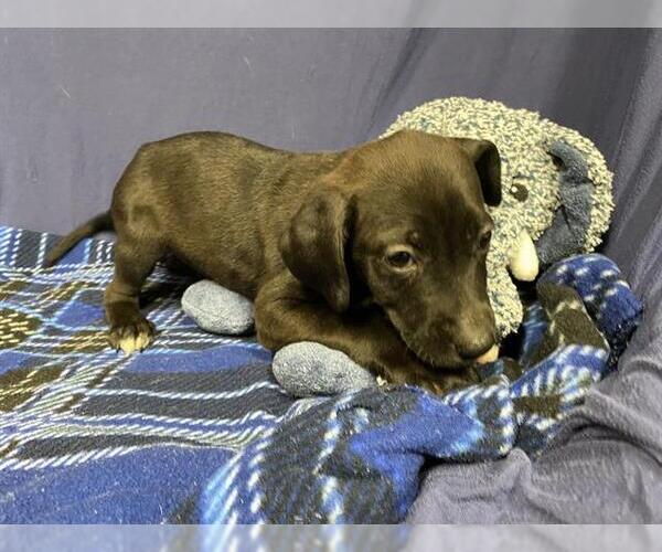 Medium Photo #1 Labrador Retriever-Unknown Mix Puppy For Sale in Modesto, CA, USA