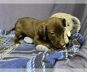 Labrador Retriever-Unknown Mix Dogs for adoption in Modesto, CA, USA