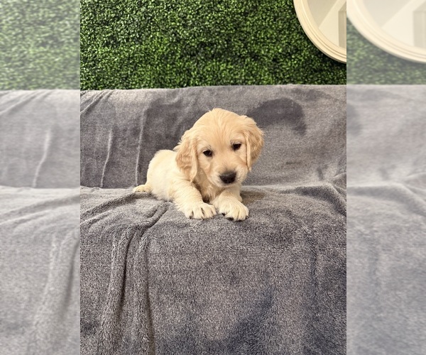 Medium Photo #2 Golden Retriever Puppy For Sale in MURRAY, UT, USA