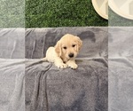 Small #1 Golden Retriever
