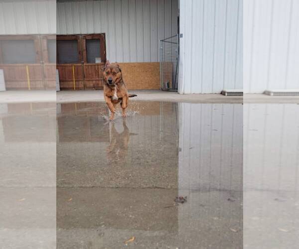 Medium Photo #18 American Staffordshire Terrier Puppy For Sale in Westminster, MD, USA