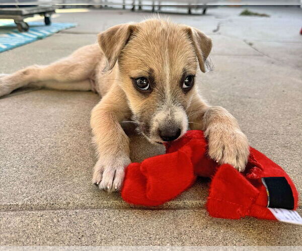 Medium Photo #12 American Staffordshire Terrier-Chinese Shar-Pei Mix Puppy For Sale in Corona, CA, USA