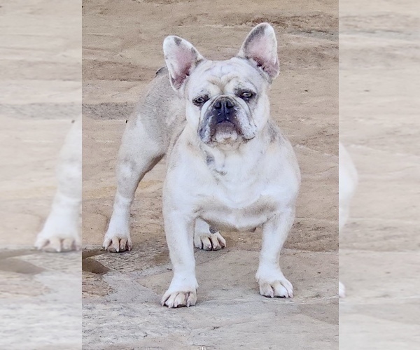 Medium Photo #1 French Bulldog Puppy For Sale in HOUSTON, TX, USA