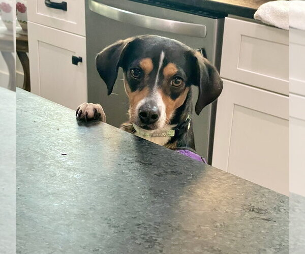 Medium Photo #1 Beagle-Unknown Mix Puppy For Sale in Mooresville, NC, USA