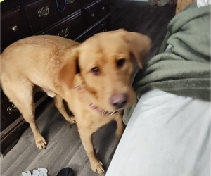 Father of the Labrador Retriever puppies born on 06/15/2025