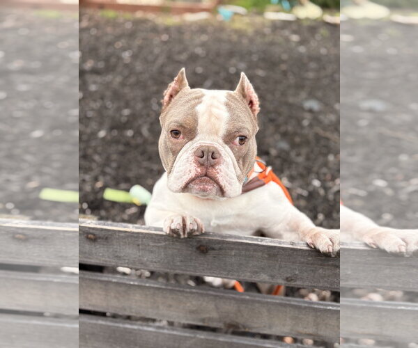 Medium Photo #9 American Staffordshire Terrier-French Bulldog Mix Puppy For Sale in Berkeley, CA, USA