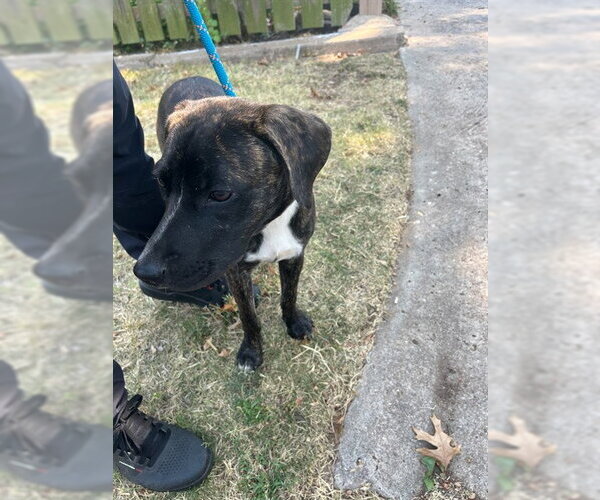 Medium Photo #1 Plott Hound-Unknown Mix Puppy For Sale in Oklahoma City, OK, USA