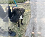 Small Plott Hound Mix