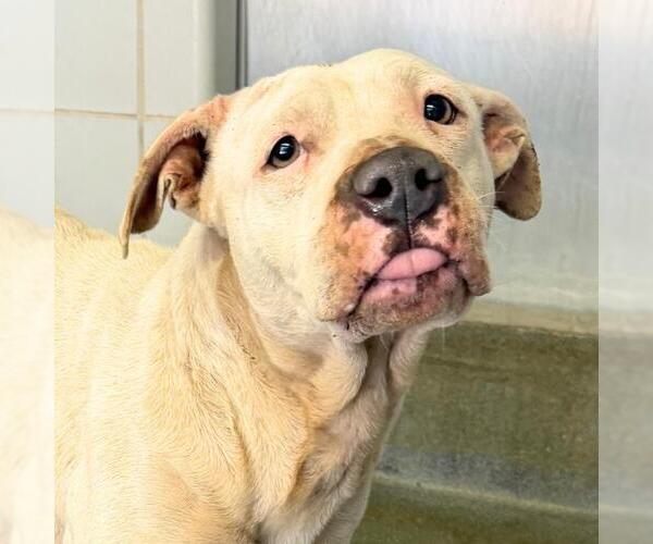 Medium Photo #1 American Staffordshire Terrier-Unknown Mix Puppy For Sale in San Antonio, TX, USA