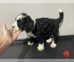 Small Photo #3 Bernedoodle Puppy For Sale in ANNA, TX, USA