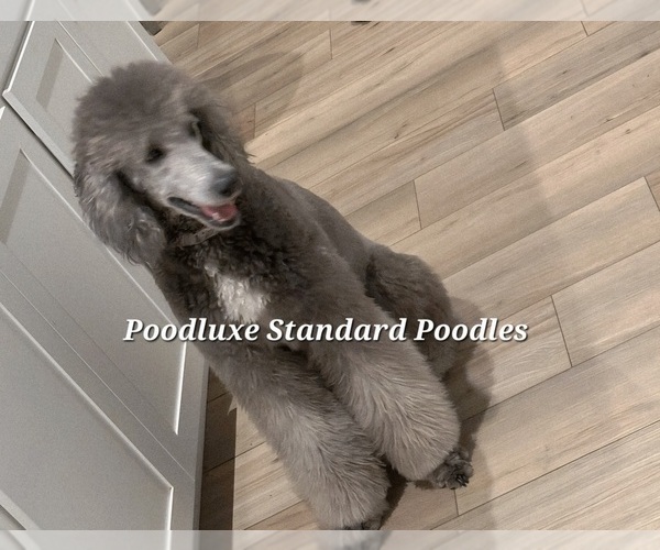 Medium Photo #1 Poodle (Standard) Puppy For Sale in INDIAN LAND, SC, USA