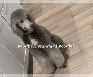 Mother of the Poodle (Standard) puppies born on 06/04/2025