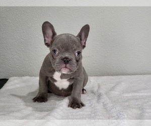 French Bulldog Puppy for sale in PALMDALE, CA, USA