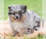 Small Photo #90 Pomeranian Puppy For Sale in WARSAW, IN, USA