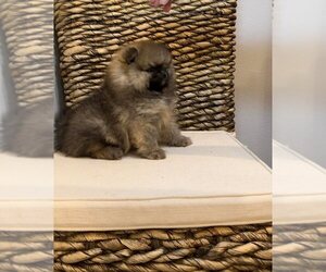 Pomeranian Puppy for sale in EASTVALE, CA, USA