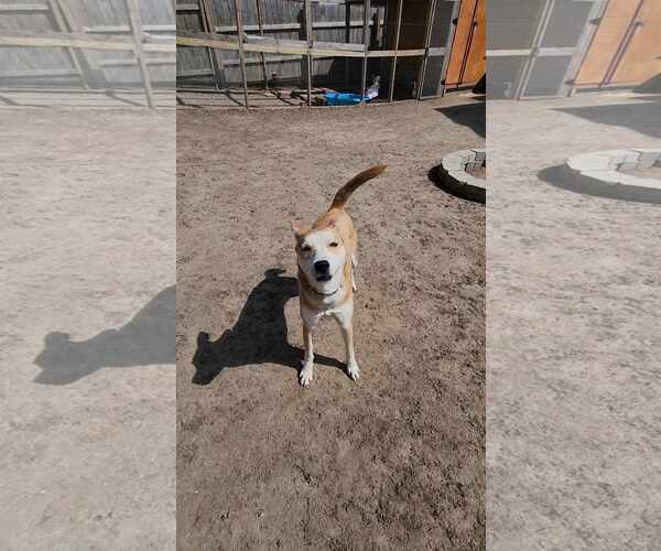 Medium Photo #7 Shiba Inu-Unknown Mix Puppy For Sale in Sheboygan, WI, USA