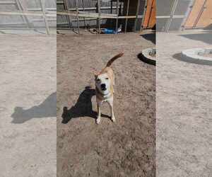 MAY - Female Shiba Inu-Unknown Mix Dog for Adoption - Photo #7
