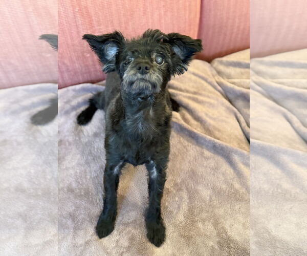 Medium Photo #1 Maltese-Unknown Mix Puppy For Sale in Pacolet, SC, USA