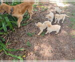 Small Photo #9 Golden Retriever Puppy For Sale in PLANT CITY, FL, USA