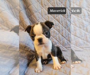 Boston Terrier Puppy for sale in POMEROY, OH, USA