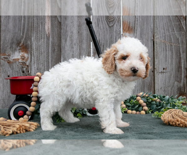 Medium Photo #3 Poodle (Toy) Puppy For Sale in HOWE, IN, USA