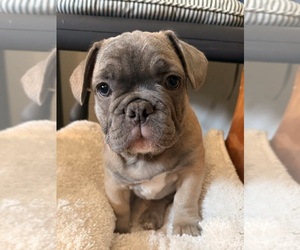 French Bulldog Puppy for Sale in MCMINNVILLE, Oregon USA