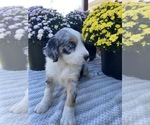 Small Photo #5 Aussiedoodle Puppy For Sale in CENTER, KY, USA