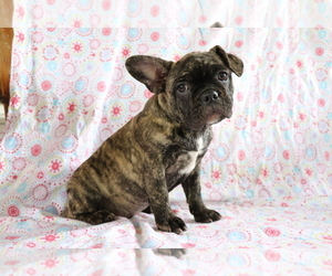 French Bulldog Puppy for sale in SHILOH, OH, USA