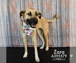 Small Photo #1 Black Mouth Cur-Unknown Mix Puppy For Sale in Conroe, TX, USA
