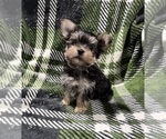 Small #2 Morkie