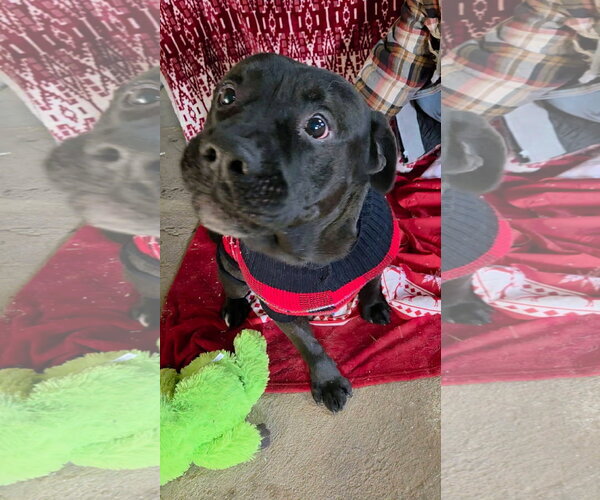 Medium Photo #4 Mutt Puppy For Sale in Germantown, OH, USA