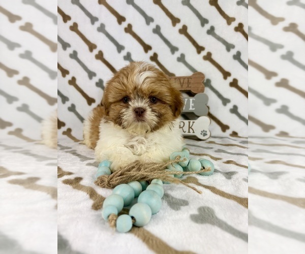 Medium Photo #3 Shih Tzu Puppy For Sale in INDIANAPOLIS, IN, USA