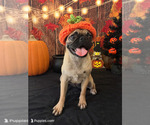 pug girl - Female Pug Puppy for Sale - Photo #3