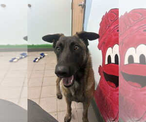 Mutt Dogs for adoption in Imlay City, MI, USA