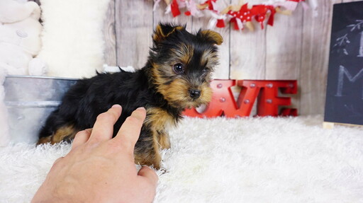 Medium Photo #5 Yorkshire Terrier Puppy For Sale in LAS VEGAS, NV, USA