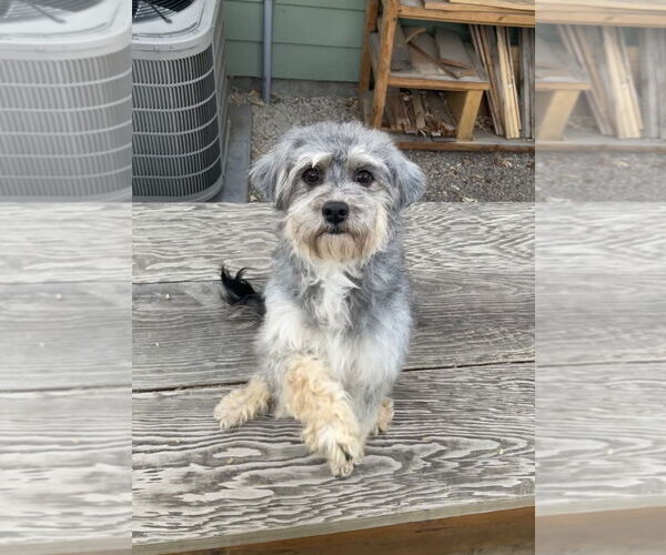 Medium Photo #1 Mutt Puppy For Sale in Sandy, UT, USA