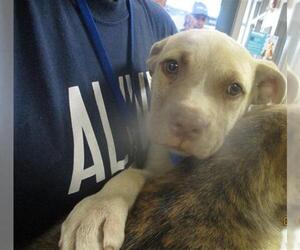 Staffordshire Bull Terrier-Unknown Mix Dogs for adoption in Oklahoma City, OK, USA