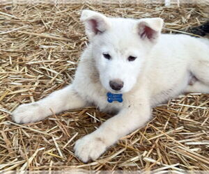 Gerberian Shepsky Dogs for adoption in Corona, CA, USA