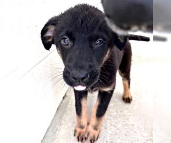 Medium Photo #2 German Shepherd Dog-Unknown Mix Puppy For Sale in Houston, TX, USA