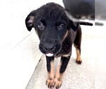 Small #1 German Shepherd Dog Mix