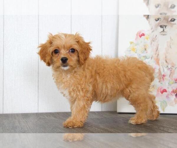 Medium Photo #2 Cavapoo Puppy For Sale in BEL AIR, MD, USA